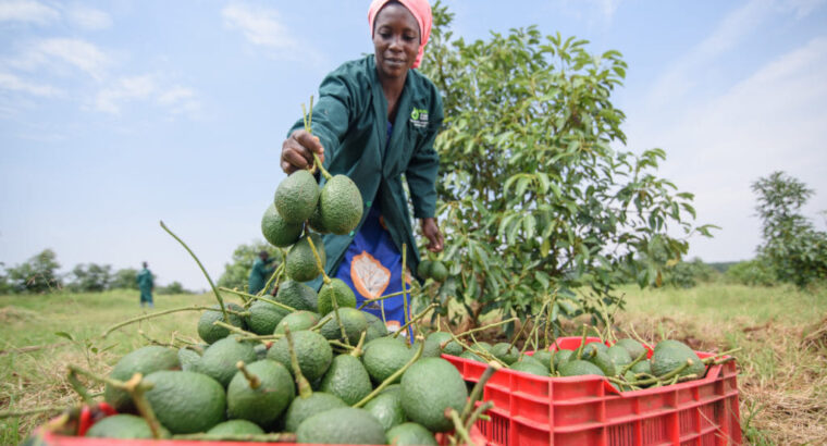 🇺🇬Quality Hass Avocado