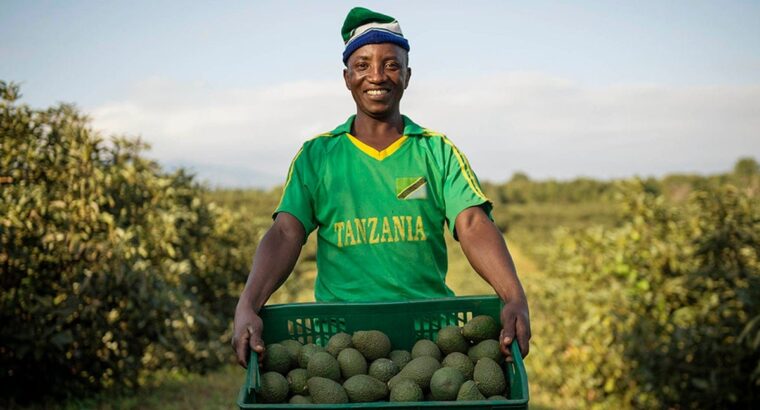 🇺🇬Quality Hass Avocado