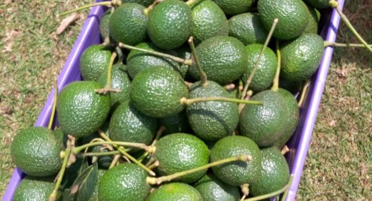 🇺🇬Quality Hass Avocado