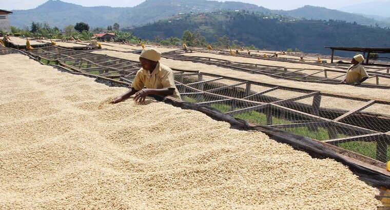 🇷🇼Women Coffee