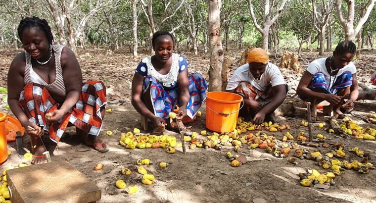 🇨🇮Our Cashews