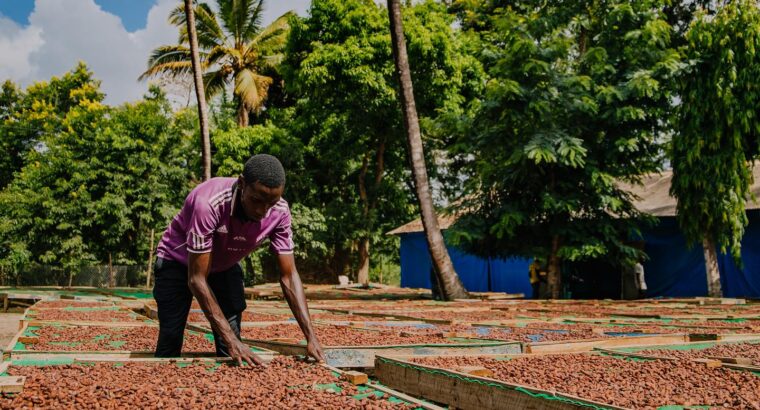 🇿🇦Sourcing our cocoa