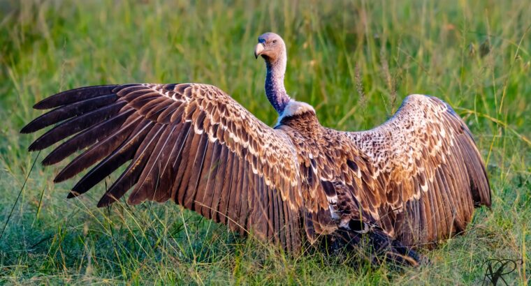 🇰🇪Kenyasafari