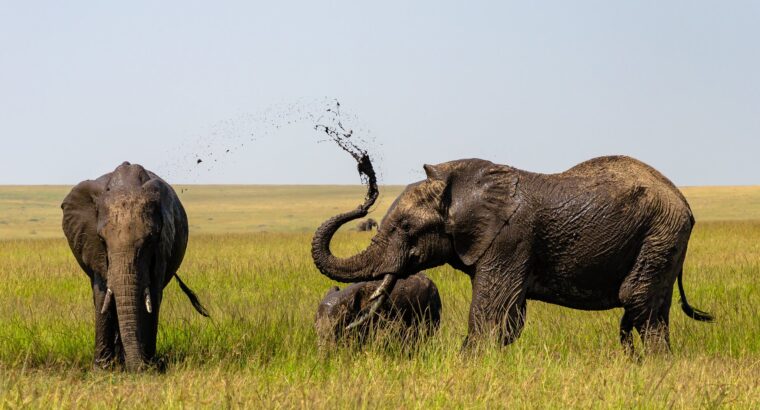 🇰🇪Kenyasafari