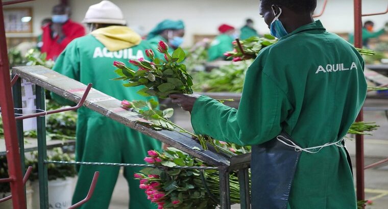 Our Farms🇰🇪