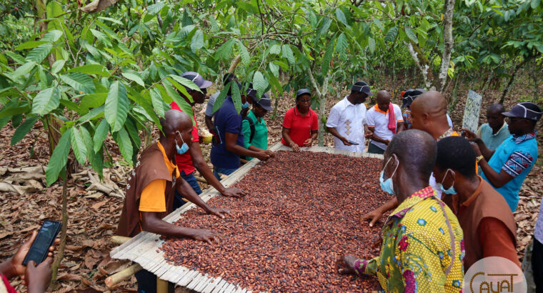 🇨🇮Cayatcoopérative