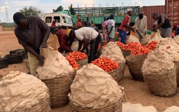 🇳🇬Tomato Paste