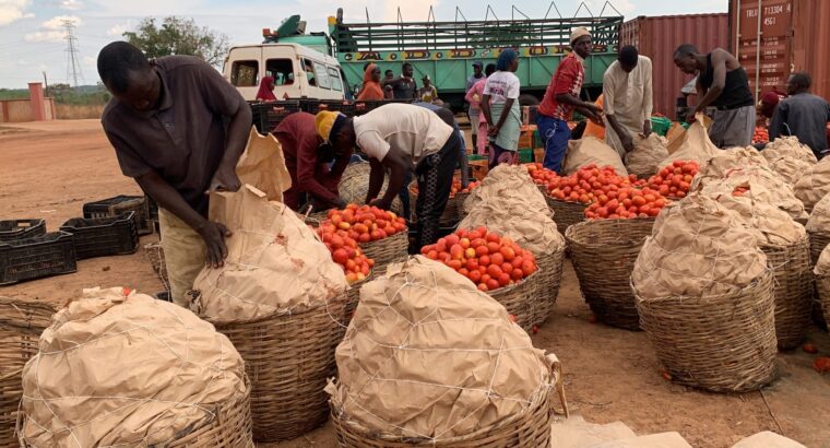 🇳🇬Tomato Paste