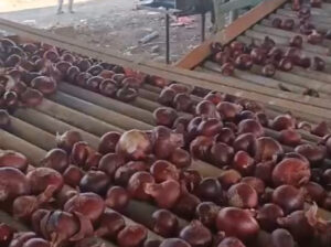 Onion supplier