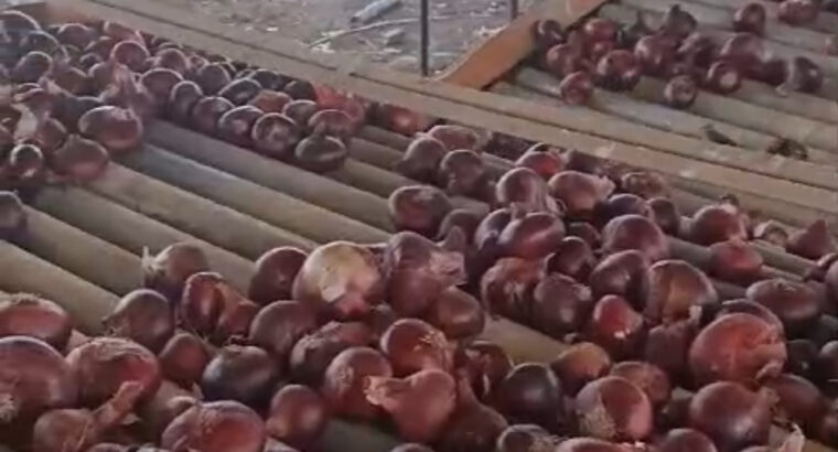 Onion supplier