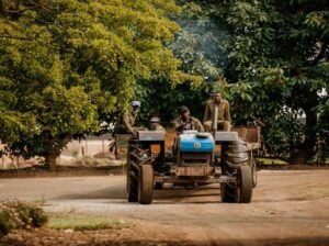 🇿🇼Tropical Gardens