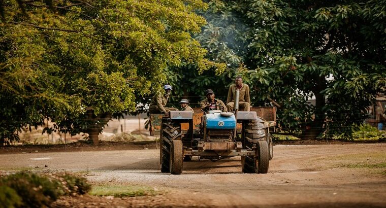 🇿🇼Tropical Gardens