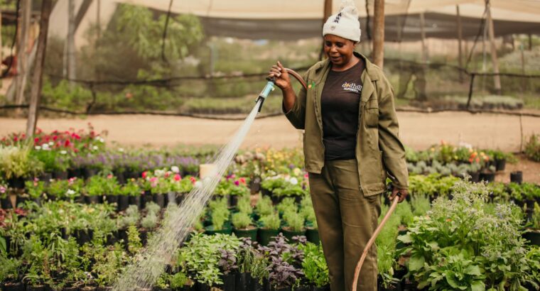 🇿🇼Tropical Gardens