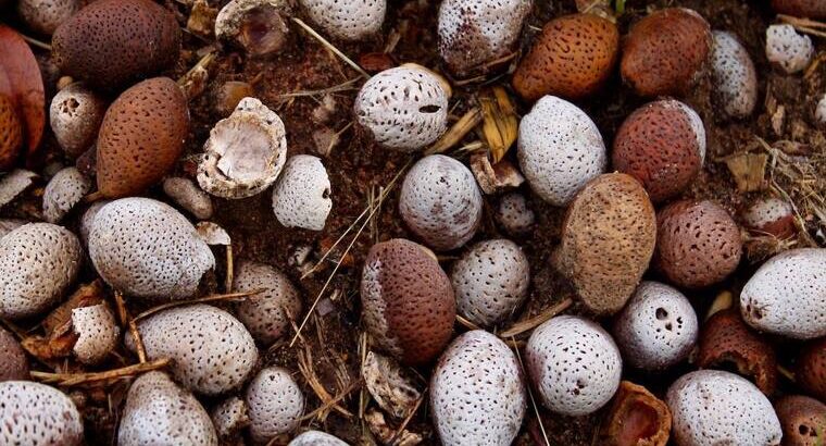 🇿🇲localfood