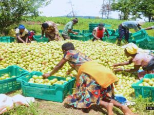 🇹🇿localfoodproduction