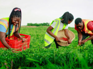 🇬🇭QualityRice