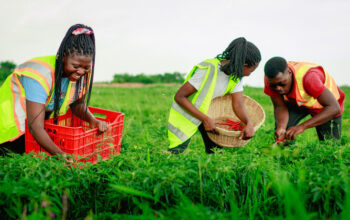 🇬🇭QualityRice