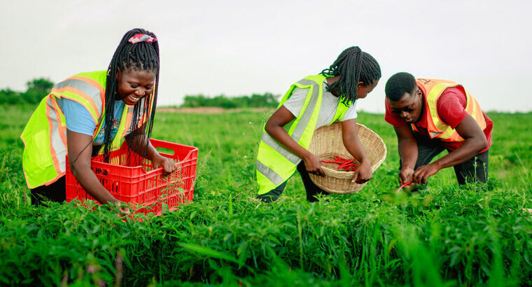 🇬🇭QualityRice