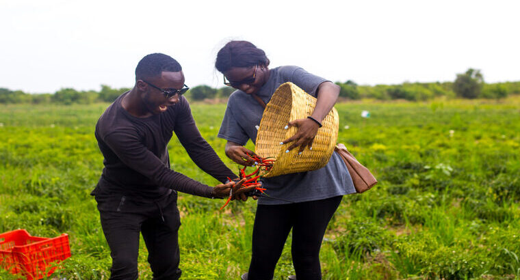 🇬🇭QualityRice