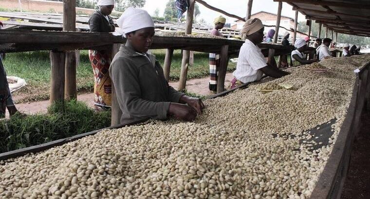 🇷🇼Coffee Farmers