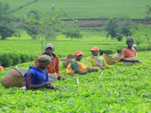 🇷🇼teatimedelights