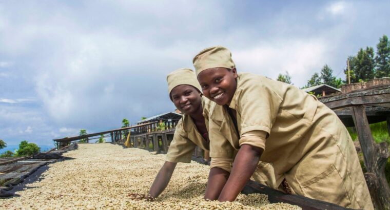 🇷🇼Coffee Farmers