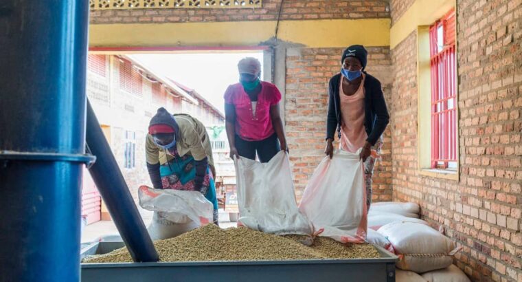 🇷🇼Coffee Farmers