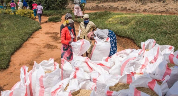 🇷🇼Coffee Farmers