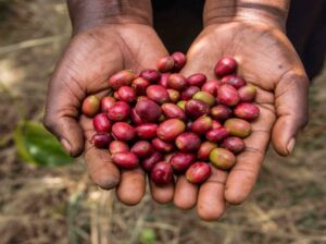 🇷🇼Coffee Farmers