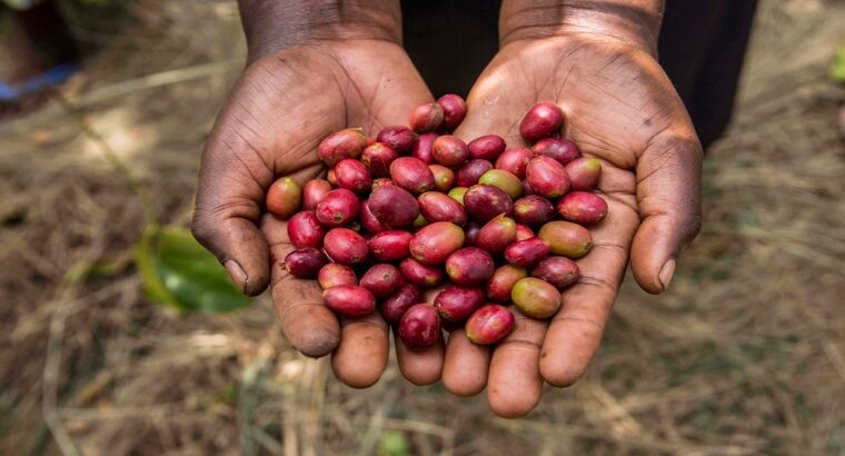 🇷🇼Coffee Farmers